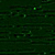 Ciemny zielony (AP 30)